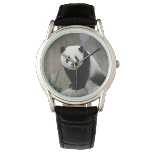 Cutest Baby Animals  Giant Panda Baby Watch