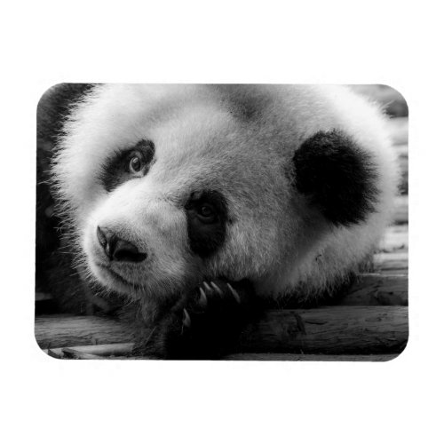 Cutest Baby Animals  Giant Panda Bear Cub Magnet