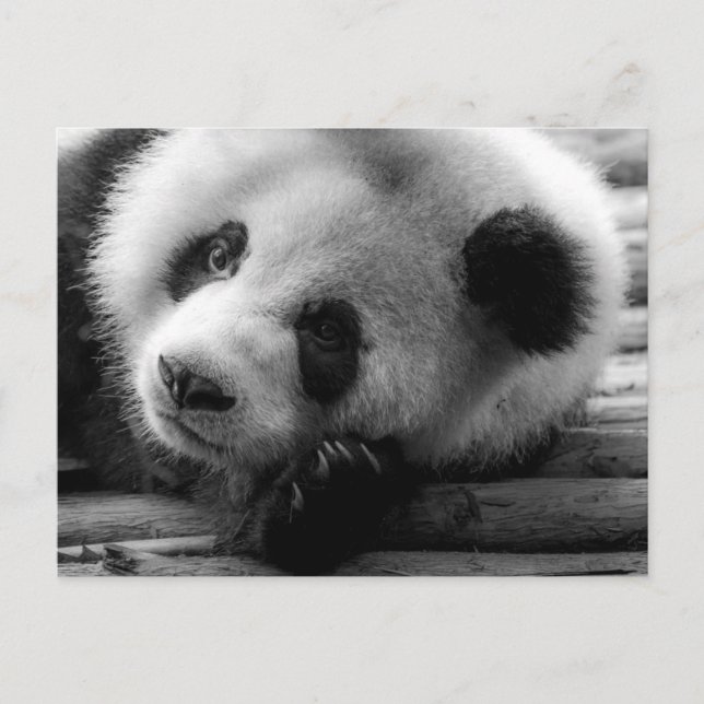 Cutest Baby Animals | Giant Panda Bear Cub Postcard (Front)
