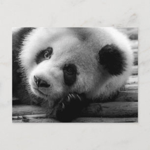 Cutest Baby Animals   Giant Panda Bear Cub Postcard