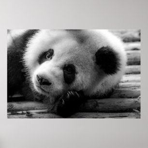 Cutest Baby Animals   Giant Panda Bear Cub Poster