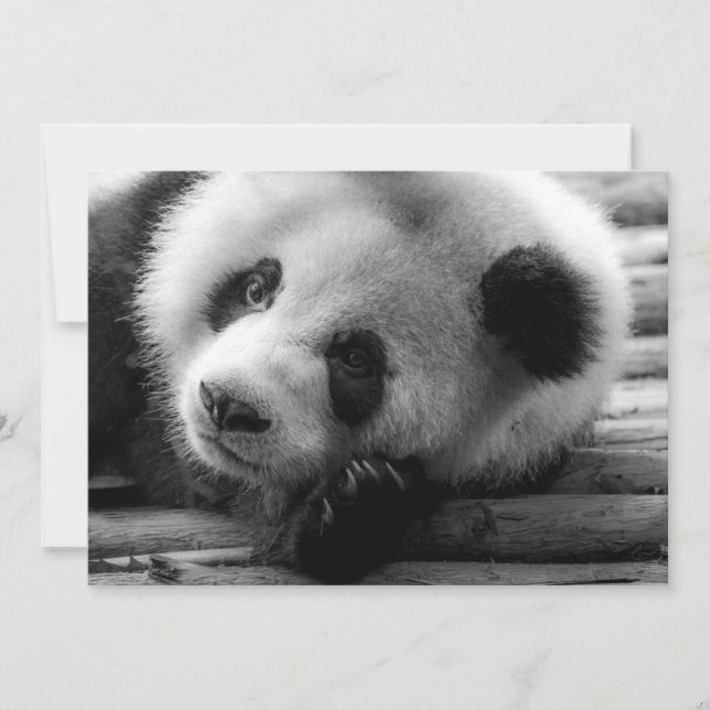 Cutest Baby Animals | Giant Panda Bear Cub Thank You Card (Front)