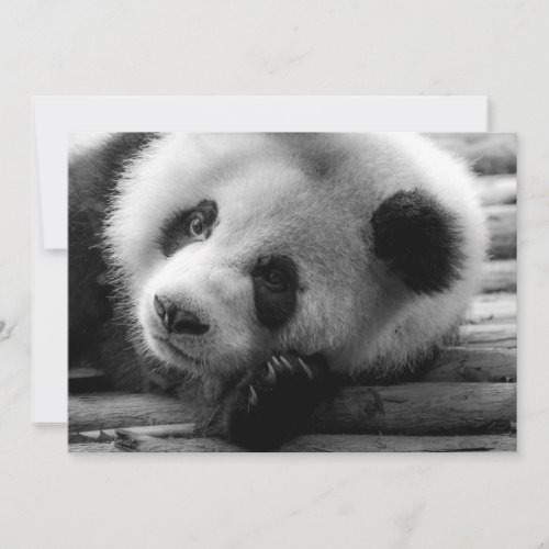 Cutest Baby Animals  Giant Panda Bear Cub Thank You Card