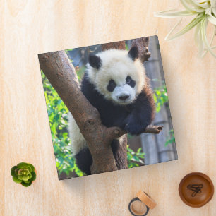 Cutest Baby Animals Giant Panda Cub 3 Ring Binder