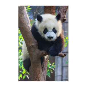 Cutest Baby Animals   Giant Panda Cub Acrylic Print