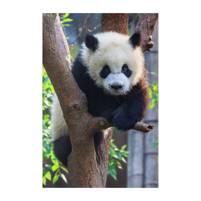 Cutest Baby Animals | Giant Panda Cub Acrylic Print (Front)