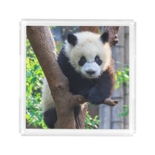 Cutest Baby Animals Giant Panda Cub Acrylic Tray