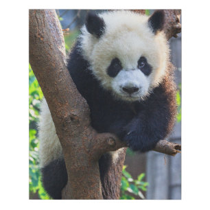 Cutest Baby Animals   Giant Panda Cub Faux Canvas Print