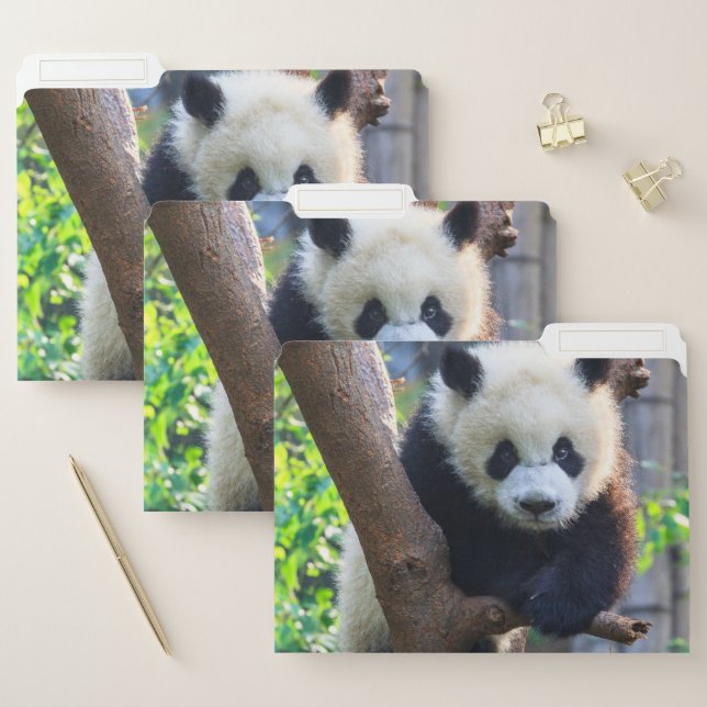 Cutest Baby Animals | Giant Panda Cub File Folder (Set)