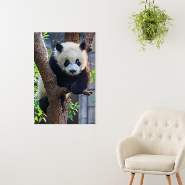 Cutest Baby Animals | Giant Panda Cub Foam Board (In Situ (Wall))