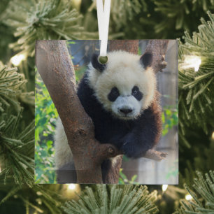 Cutest Baby Animals Giant Panda Cub Glass Ornament