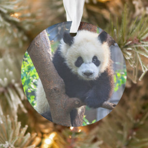 Cutest Baby Animals   Giant Panda Cub Ornament