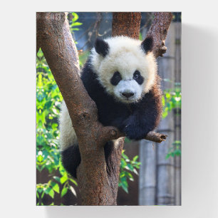 Cutest Baby Animals   Giant Panda Cub Paperweight