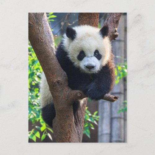 Cutest Baby Animals  Giant Panda Cub Postcard