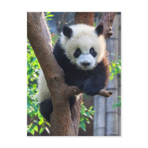 Cutest Baby Animals | Giant Panda Cub Postcard