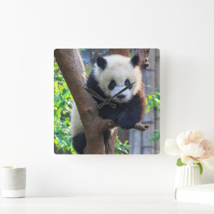 Cutest Baby Animals   Giant Panda Cub Square Wall Clock