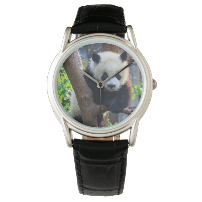 Cutest Baby Animals | Giant Panda Cub Watch (Front)