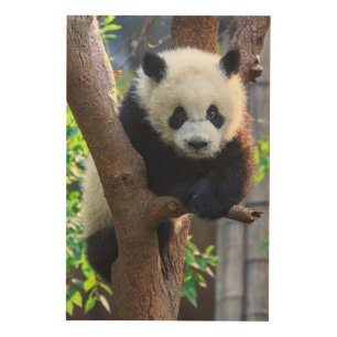 Cutest Baby Animals   Giant Panda Cub Wood Wall Art