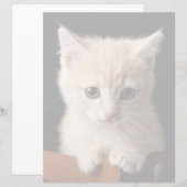 Cutest Baby Animals | Ginger Kitten (Front/Back)