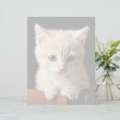 Cutest Baby Animals | Ginger Kitten (Standing Front)
