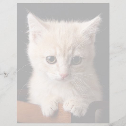 Cutest Baby Animals | Ginger Kitten (Front)