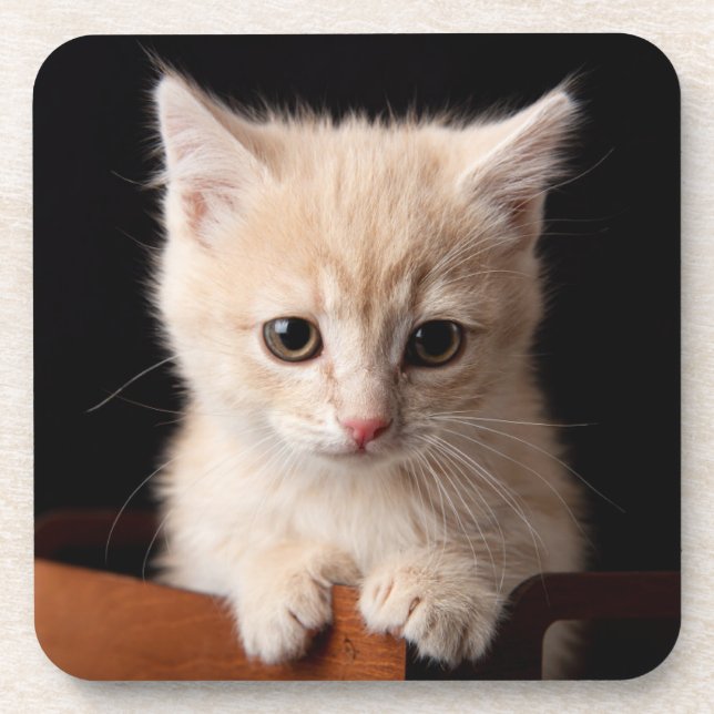Cutest Baby Animals | Ginger Kitten Beverage Coaster (Front)