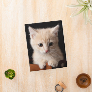 Cutest Baby Animals   Ginger Kitten Mini Binder