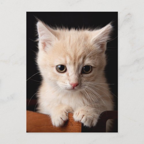 Cutest Baby Animals  Ginger Kitten Postcard