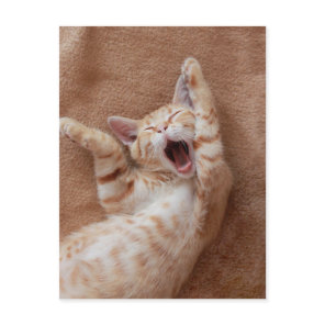 Cutest Baby Animals | Ginger Kitten Yawning Postcard