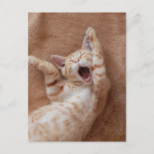 Cutest Baby Animals   Ginger Kitten Yawning Postcard