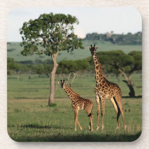 Cutest Baby Animals  Giraffe Calf  Mama Beverage Coaster
