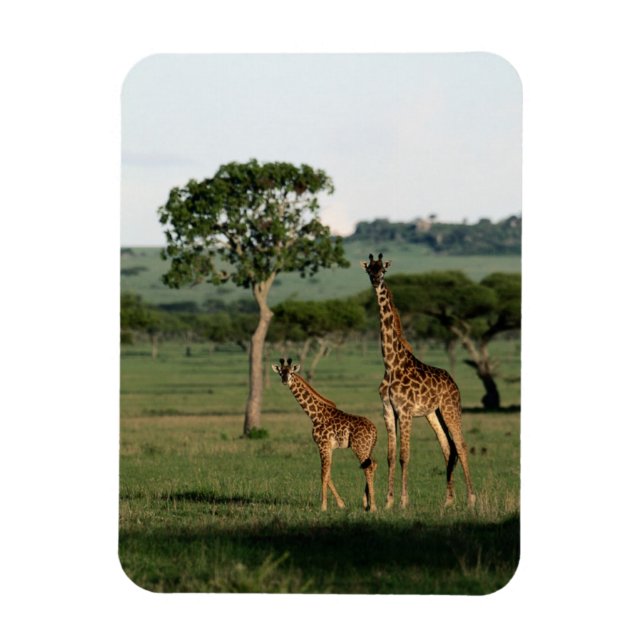 Cutest Baby Animals | Giraffe Calf & Mama Magnet (Vertical)