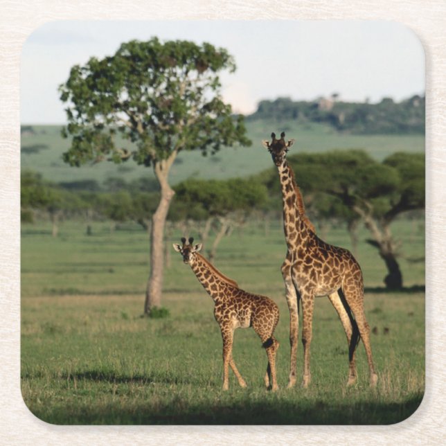 Cutest Baby Animals | Giraffe Calf & Mama Square Paper Coaster (Front)