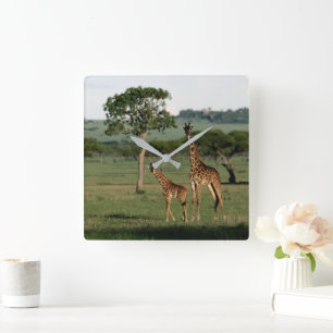 Cutest Baby Animals Giraffe Calf & Mama Square Wall Clock