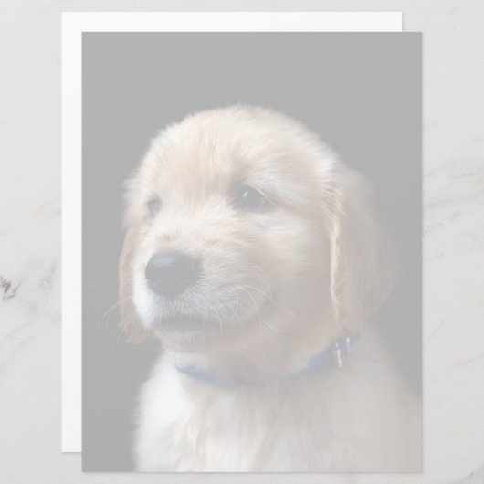 Cutest Baby Animals | Golden Retriever Puppy (Front/Back)