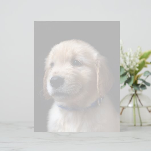 Cutest Baby Animals | Golden Retriever Puppy (Standing Front)