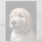 Cutest Baby Animals | Golden Retriever Puppy (Front)