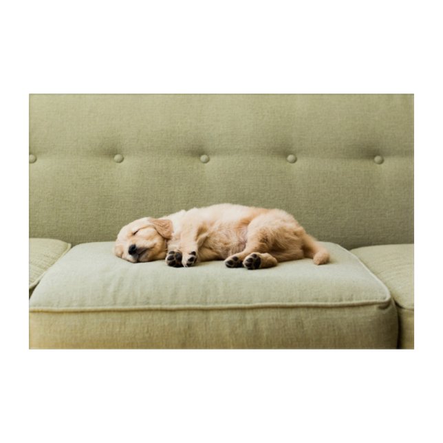 Cutest Baby Animals | Golden Retriever Puppy 2 Acrylic Print (Front)