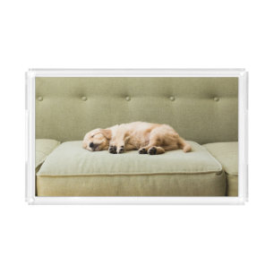 Cutest Baby Animals Golden Retriever Puppy 2 Acrylic Tray