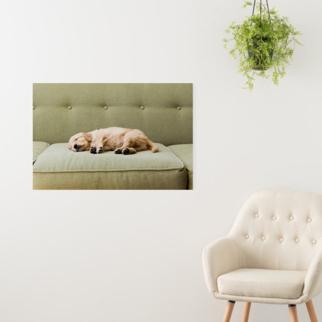 Cutest Baby Animals | Golden Retriever Puppy 2 Foam Board (In Situ (Wall))