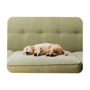 Cutest Baby Animals Golden Retriever Puppy 2 Magnet