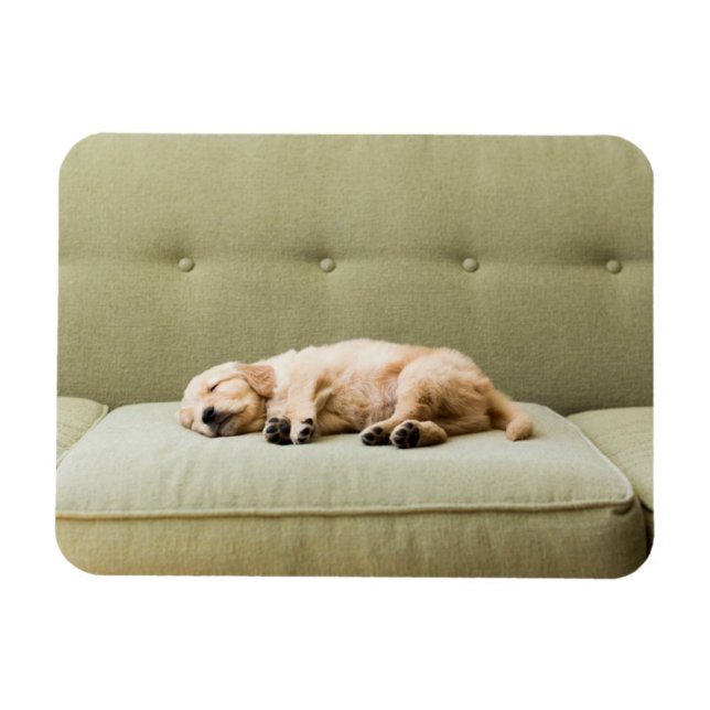 Cutest Baby Animals | Golden Retriever Puppy 2 Magnet (Horizontal)