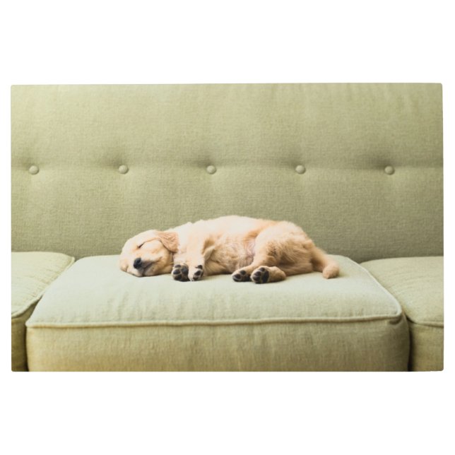 Cutest Baby Animals | Golden Retriever Puppy 2 Metal Print (Front)