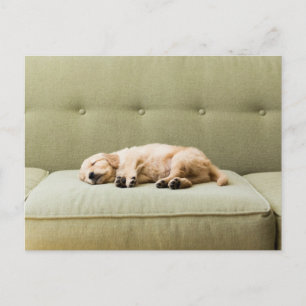 Cutest Baby Animals Golden Retriever Puppy 2 Postcard
