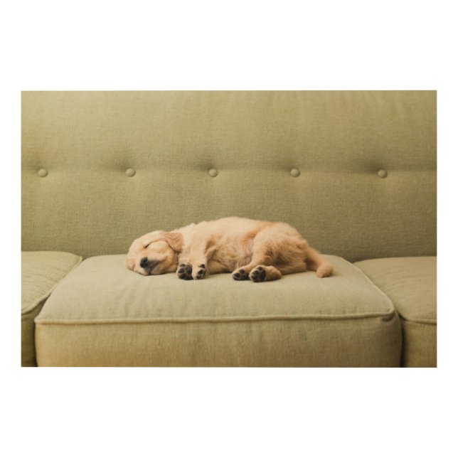 Cutest Baby Animals | Golden Retriever Puppy 2 Wood Wall Art (Front)
