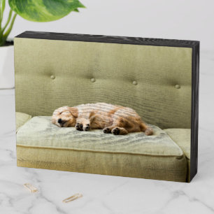 Cutest Baby Animals   Golden Retriever Puppy 2 Wooden Box Sign