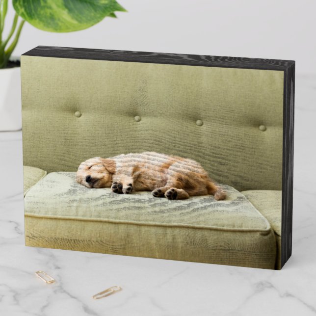 Cutest Baby Animals | Golden Retriever Puppy 2 Wooden Box Sign (In Situ Horizontal)