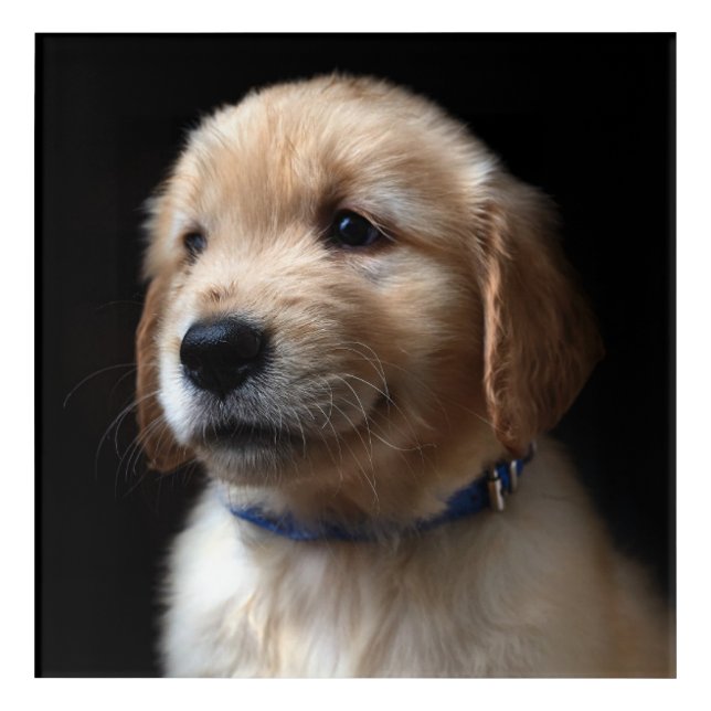 Cutest Baby Animals | Golden Retriever Puppy Acrylic Print (Front)