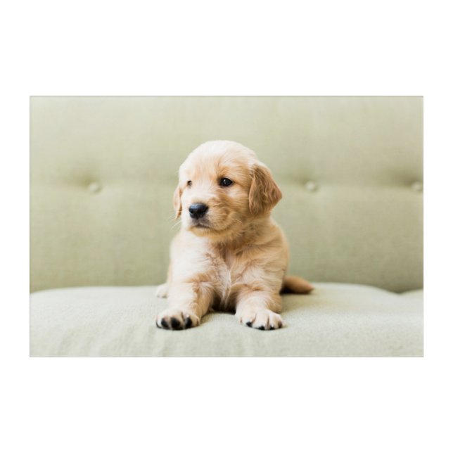Cutest Baby Animals | Golden Retriever Puppy Acrylic Print (Front)