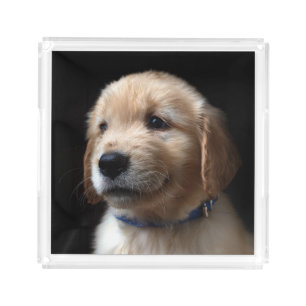 Cutest Baby Animals Golden Retriever Puppy Acrylic Tray